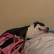 Italy is registered to the contest to win money with this photo: dog, sleeping, bed, blanket, pillow, indoor, resting, cozy, brown, white, black, fur, pet, domestic_animal, relaxation, calm, quiet, home, comfort, animal