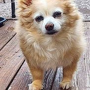 Zoey joined the competition — help win amazing prizes! dog, fluffy, ears, outdoor, wooden_deck, pet, canine, curious, backyard, fur, animal, small_dog, light_brown, white_fur, standing, close_up, flooring, chair, carpet, daylight