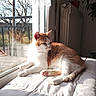 blanket, cat, cozy, daylight, feline, home, indoor, orange_cat, paw, pet, quiet, radiator, relaxing, resting, screen, sunlight, tree, whiskers, white_cat, window
