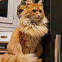 Siennah a rejoint le concours — aidez-le/la à gagner de superbes lots ! angora, animal, appliance, baking, cat, closet, cooking, cupboard, device, drawer, electricaldevice, furniture, indoors, interiordesign, kitten, manx, microwave, oven, pet, wood