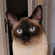 Sultan a rejoint le concours — aidez-le/la à gagner de superbes lots ! animal, blue_eyes, cat, close_up, curious, curtain, cute, domestic_cat, ears, face, feline, fur, home, indoor, looking, mammal, pet, portrait, siamese_cat, whiskers