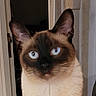 animal, blue_eyes, cat, close_up, curious, curtain, cute, domestic_cat, ears, face, feline, fur, home, indoor, looking, mammal, pet, portrait, siamese_cat, whiskers