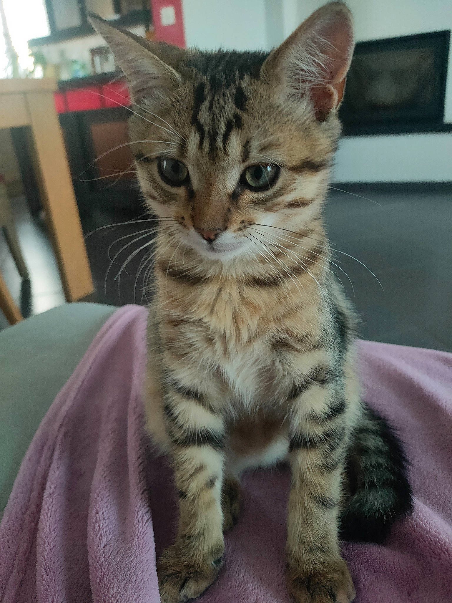 Sushi a rejoint le concours — aidez-le/la à gagner de superbes lots ! carnivore, cat, claw, domestic_short_haired_cat, felidae, fur, paw, sitting, small_to_medium_sized_cats, snout, tail, terrestrial_animal, whiskers