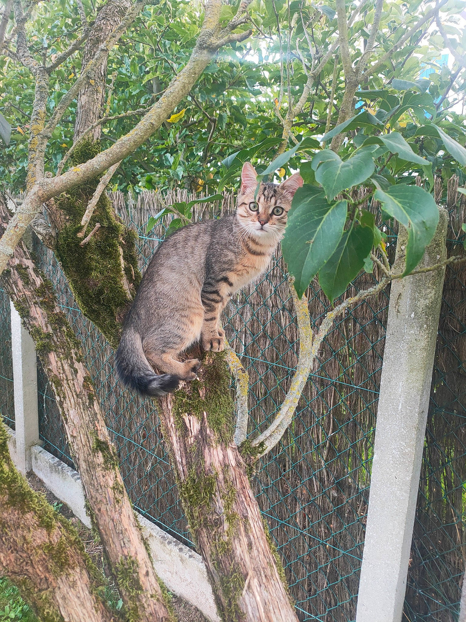 Sushi participe au concours pour gagner de l'argent avec cette photo : carnivore, cat, domestic_short_haired_cat, fawn, felidae, fur, grass, plant, small_to_medium_sized_cats, snout, tail, terrestrial_animal, terrestrial_plant, tree, trunk, twig, vertebrate, whiskers, wildlife, wood