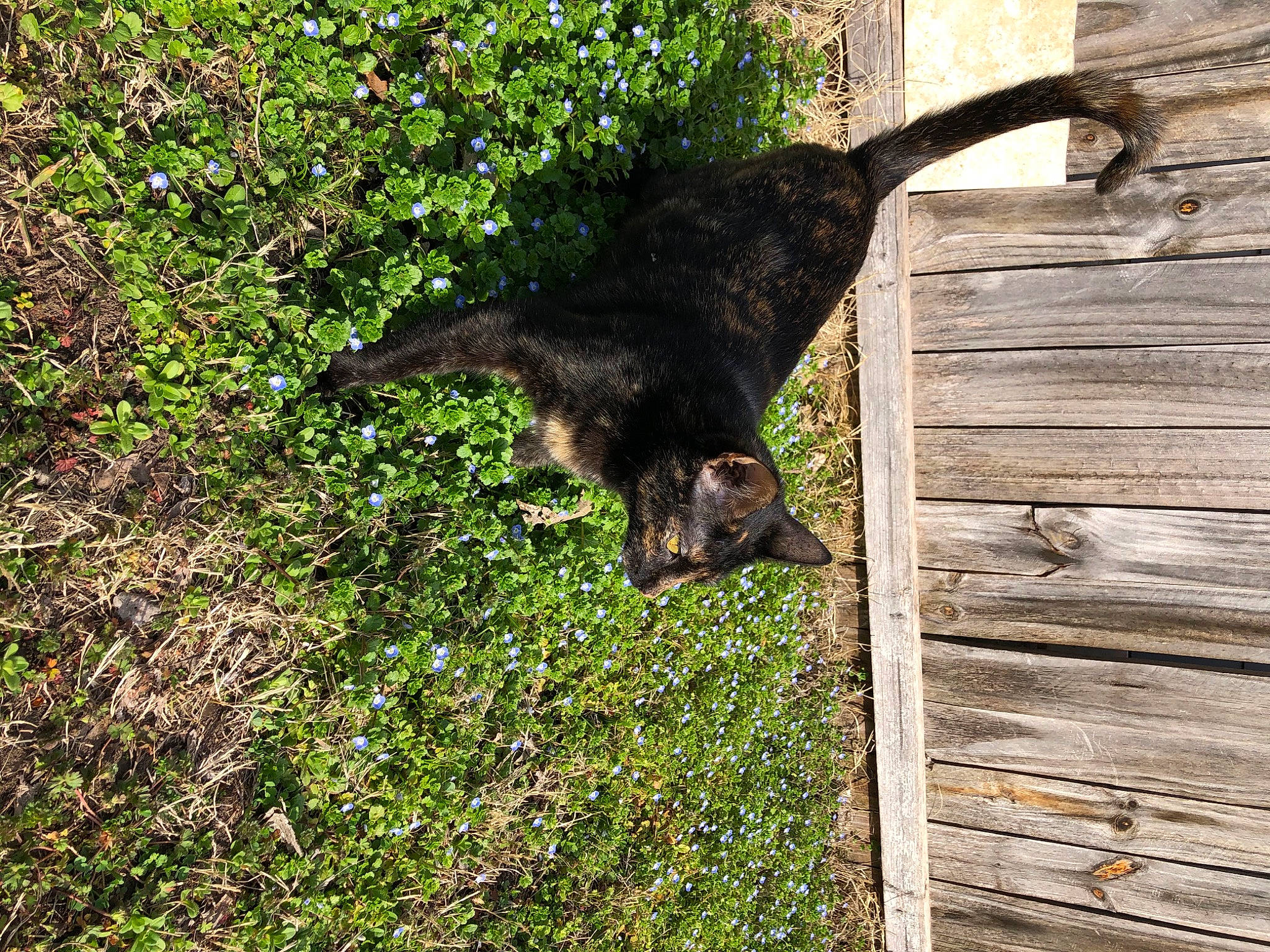 Pepper joined the competition — help win amazing prizes! black_cat, carnivore, dog_breed, felidae, fur, giant_anteater, grass, groundcover, plant, shadow, small_to_medium_sized_cats, soil, sporting_group, tail, terrestrial_animal, tints_and_shades, tree, trunk, window, wood