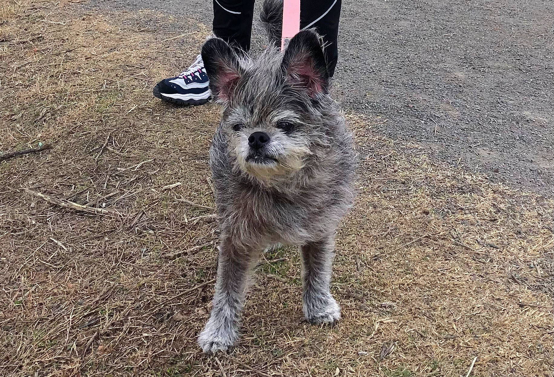 Sahara joined the competition — help win amazing prizes! canidae, carnivore, dog_breed, domestic_short_haired_cat, felidae, foot, fur, grass, human_leg, leg, sitting, soil, sporting_group, tail, terrestrial_animal, whiskers