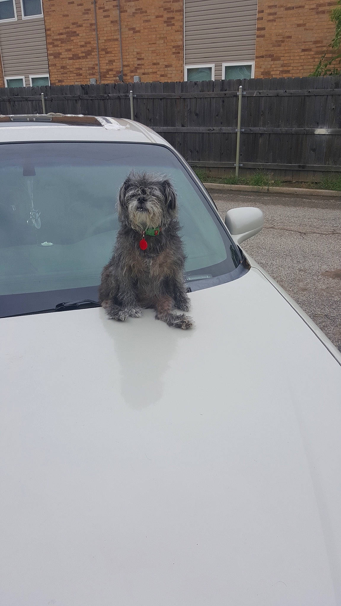 Sahara joined the competition — help win amazing prizes! automotive_design, automotive_exterior, automotive_tire, automotive_window_part, car, carnivore, companion_dog, dog, dog_breed, glass, hood, land_vehicle, motor_vehicle, plant, snout, tints_and_shades, vehicle, vehicle_door, water_dog, window