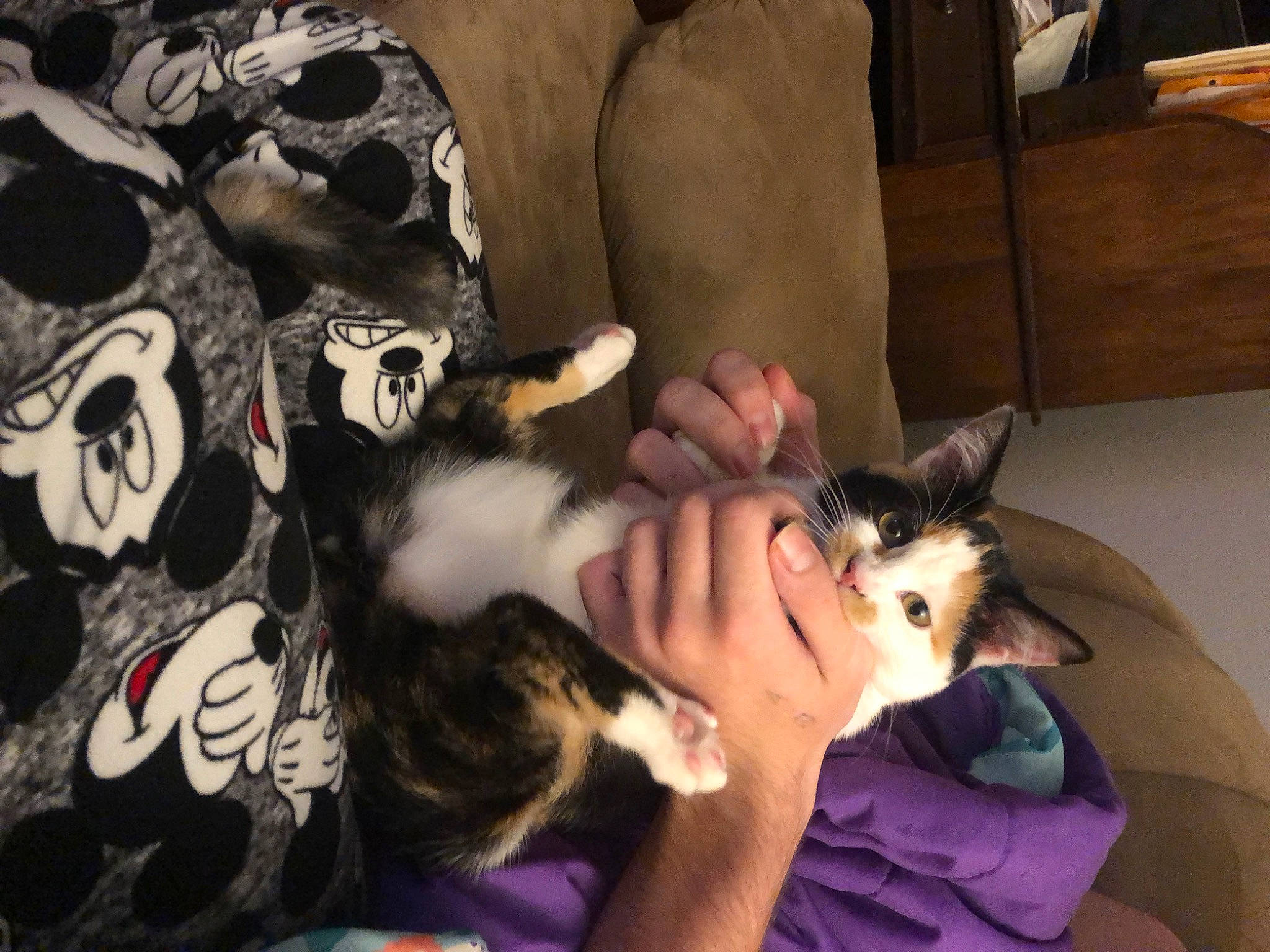 Nala is registered to the contest to win money with this photo: box, carnivore, cat, comfort, companion_dog, dog_breed, domestic_short_haired_cat, ear, felidae, foot, formal_wear, fur, gesture, lap, mammal, nail, paw, small_to_medium_sized_cats, vertebrate, whiskers