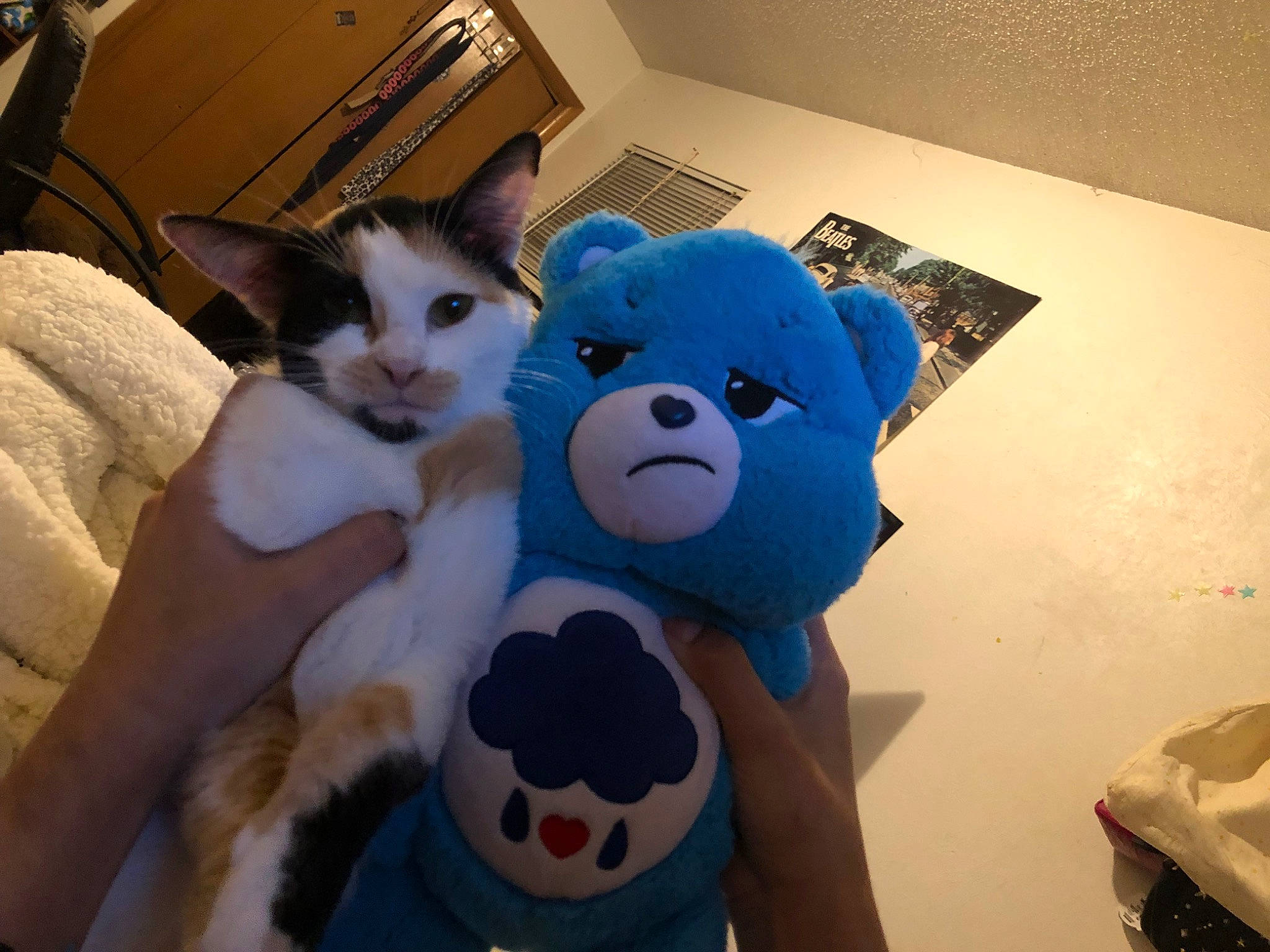 Nala joined the competition — help win amazing prizes! bed, cat, comfort, companion_dog, couch, domestic_short_haired_cat, felidae, fun, fur, happy, lap, mammal, plush, room, small_to_medium_sized_cats, stuffed_toy, teddy_bear, textile, toy, whiskers