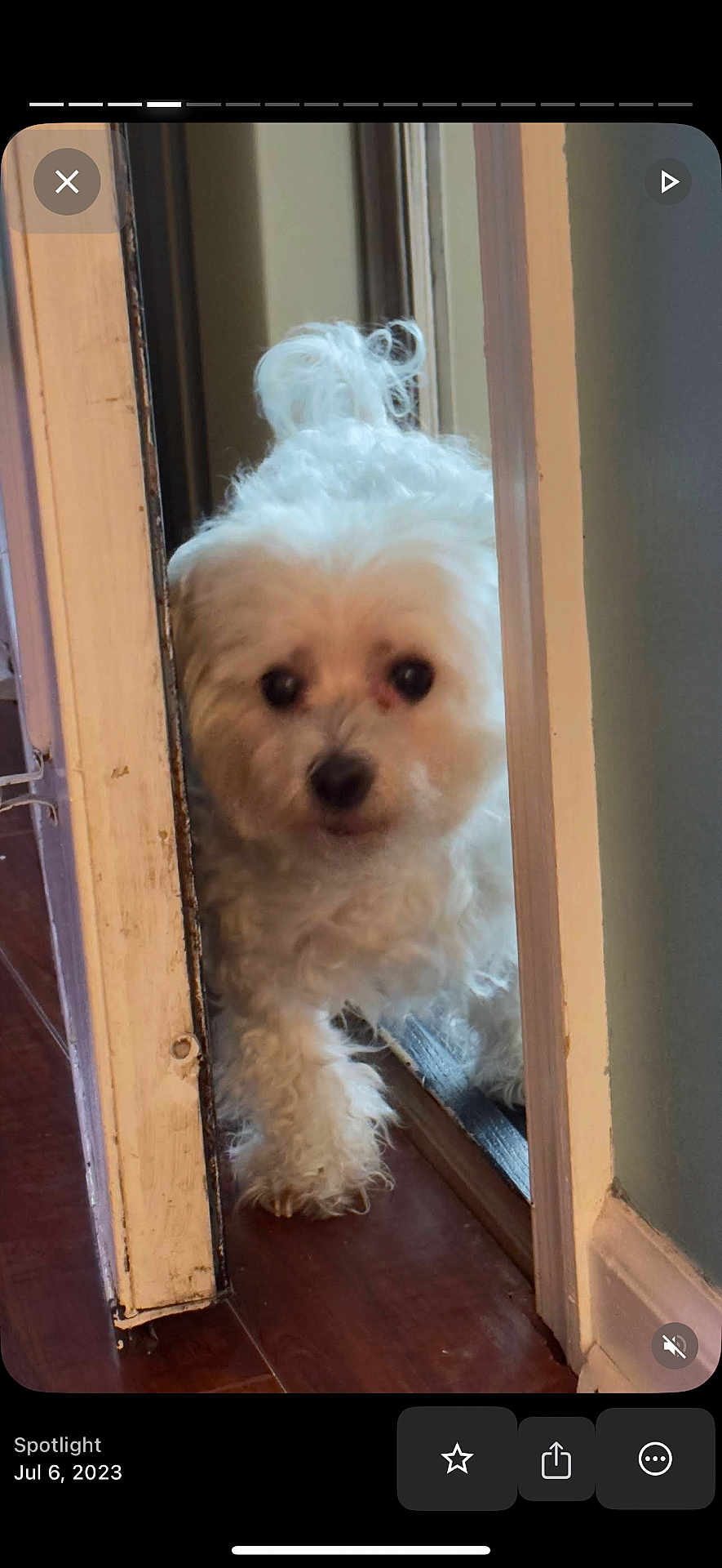 Lexie is registered to the contest to win money with this photo: dog, white_dog, small_dog, curious, doorway, wooden_floor, indoor, pet, fluffy, animal, cute, peeking, narrow_space, home, fur, canine, companion, portrait, closeup, curled_tail