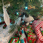 Bootsy is registered to the contest to win money with this photo: animal, cat, celebration, christmas_lights, christmas_tree, cozy, curious, decorations, festive, floor, gift_wrap, greenery, holiday, indoor, ornaments, patterned, pet, presents, red, white
