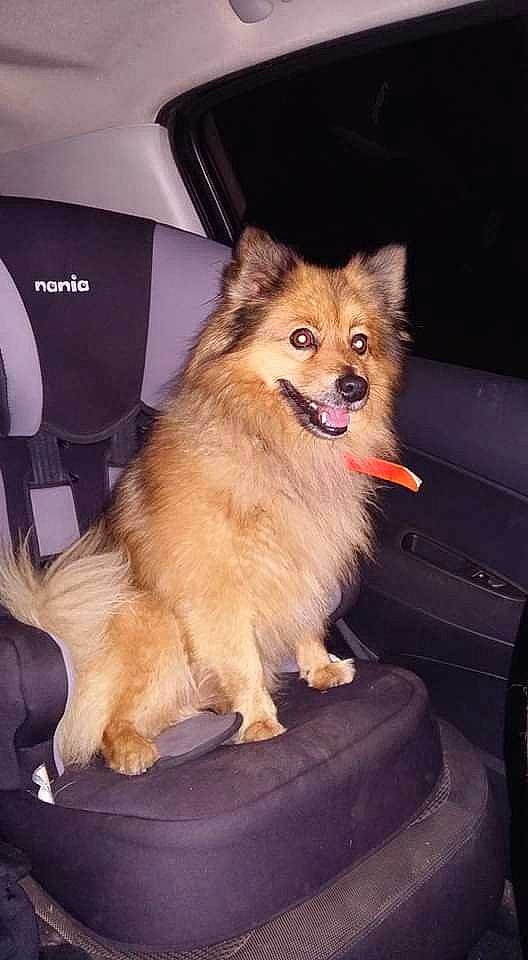 Volt a rejoint le concours — aidez-le/la à gagner de superbes lots ! canidae, carnivore, companion_dog, dog, dog_breed, eurasier, fawn, german_spitz, german_spitz_klein, german_spitz_mittel, mammal, non_sporting_group, pomeranian, puppy, spitz, toy_dog, vertebrate, volpino_italiano