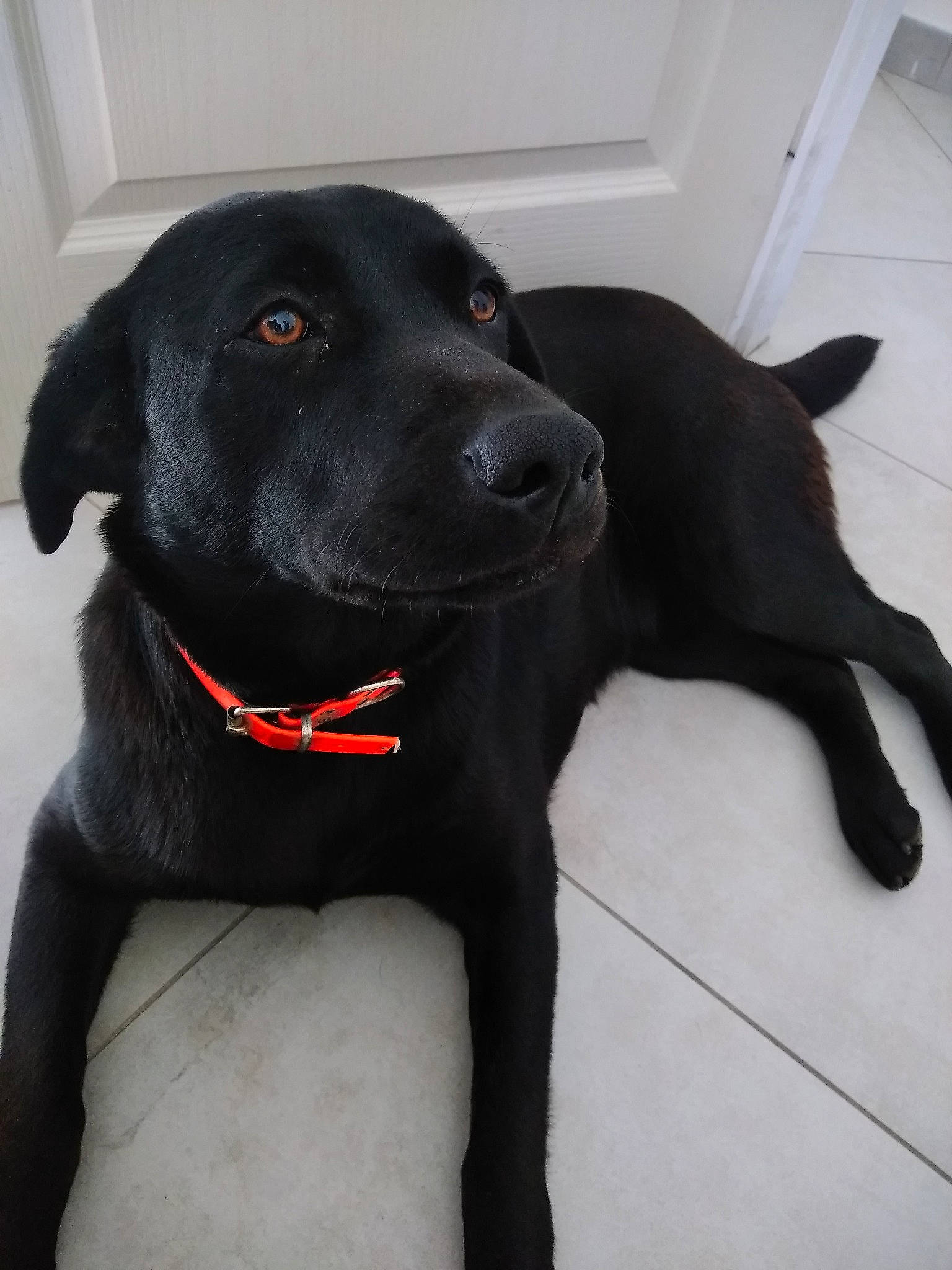 Paige a rejoint le concours — aidez-le/la à gagner de superbes lots ! beagador, black, borador, canidae, carnivore, companion_dog, dog, dog_breed, dog_collar, formosan_mountain_dog, labrador_retriever, mammal, patterdale_terrier, puppy, rare_breed_dog, retriever, snout, sporting_group, tail, vertebrate