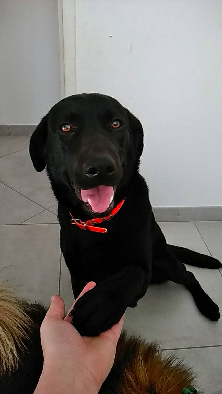 Paige a rejoint le concours — aidez-le/la à gagner de superbes lots ! beagador, borador, canidae, carnivore, dog, dog_breed, flat_coated_retriever, hunting_dog, labrador_retriever, patterdale_terrier, puppy, rare_breed_dog, retriever, snout, sporting_group, tail