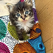 Meep is registered to the contest to win money with this photo: kitten, cat, blue_eyes, fluffy, young_animal, pet, indoor, cardboard_box, colorful_blanket, patterned_fabric, cute, small, fur, whiskers, animal_face, looking_up, domestic_cat, soft_texture, playful, adorable