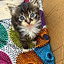 kitten, cat, blue_eyes, fluffy, young_animal, pet, indoor, cardboard_box, colorful_blanket, patterned_fabric, cute, small, fur, whiskers, animal_face, looking_up, domestic_cat, soft_texture, playful, adorable
