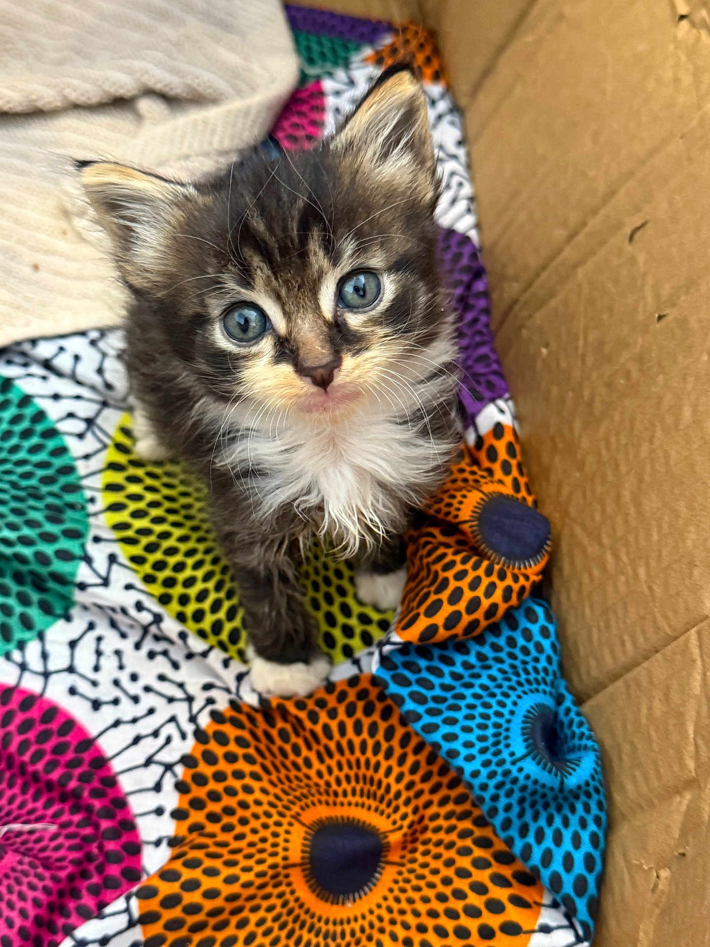 Meep is registered to the contest to win money with this photo: kitten, cat, blue_eyes, fluffy, young_animal, pet, indoor, cardboard_box, colorful_blanket, patterned_fabric, cute, small, fur, whiskers, animal_face, looking_up, domestic_cat, soft_texture, playful, adorable