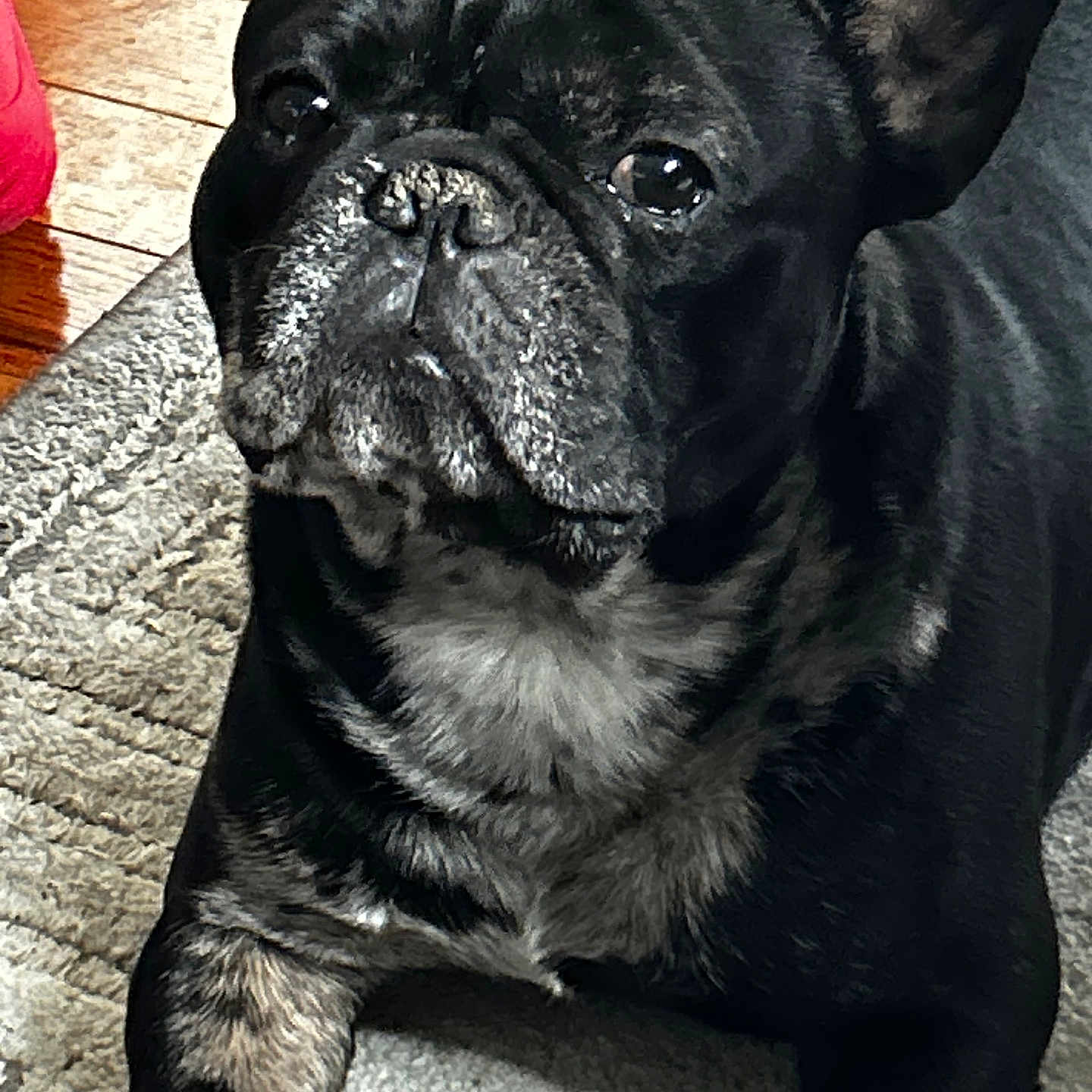 Oreo is registered to the contest to win money with this photo: animal, black_and_white, canine, carpet, close_up, companion, cute, dog, domestic_animal, ears, eyes, floor, french_bulldog, fur, indoor, laying_down, pet, portrait, snout, wooden_floor