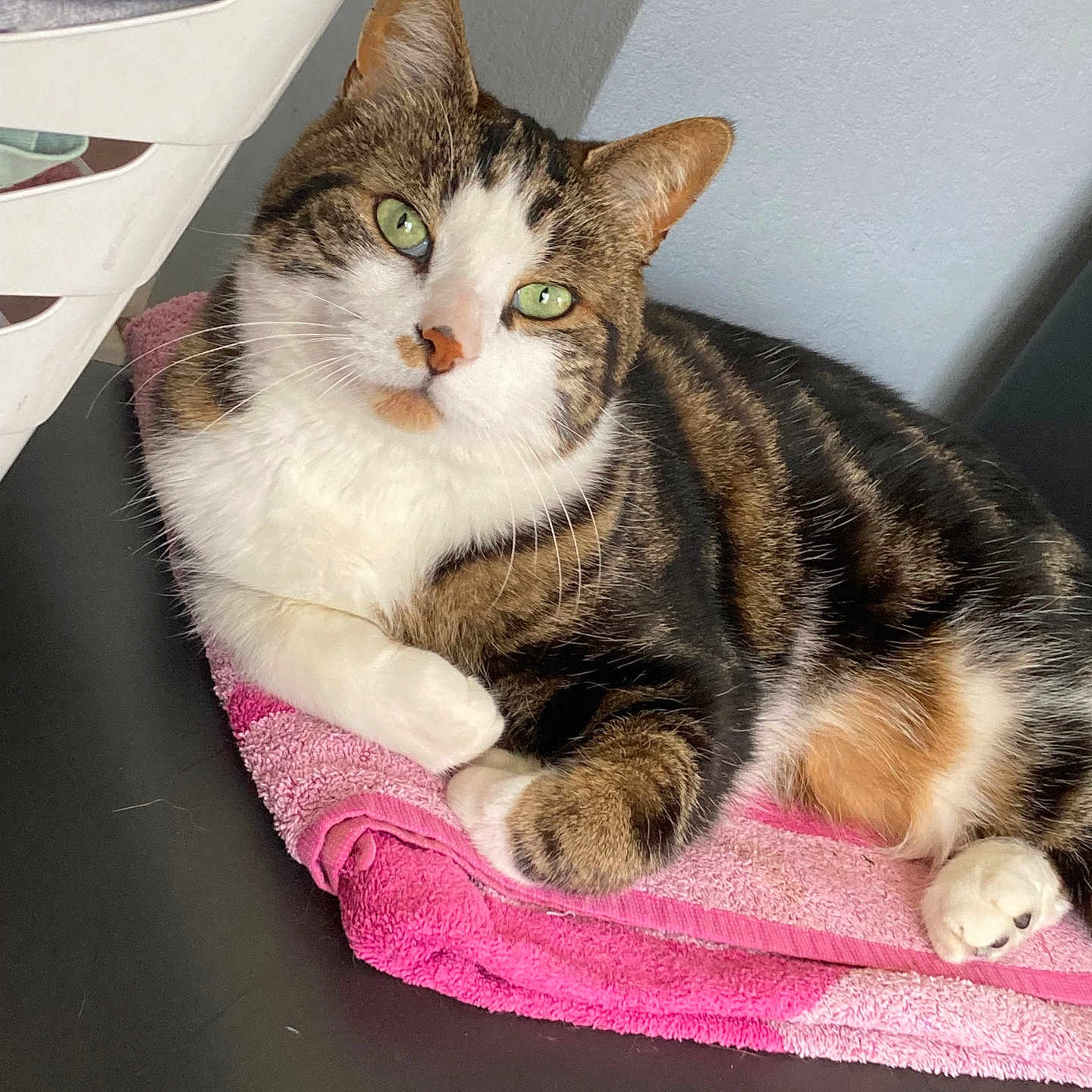 Nesquik a rejoint le concours — aidez-le/la à gagner de superbes lots ! abyssinian, angora, animal, blanket, canine, cat, dog, homedecor, indoors, interiordesign, kitten, manx, mat, person, pet, purple, quilt, sleeping, towel, wood