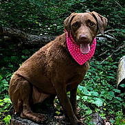 Rylee is registered to the contest to win money with this photo: animal, bandana, canine, chocolate_labrador, dog, forest, fur, greenery, happy, leafy, nature, outdoor, pet, pink, polka_dot, sitting, sunlight, tongue_out, tree_stump, wood