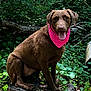 animal, bandana, canine, chocolate_labrador, dog, forest, fur, greenery, happy, leafy, nature, outdoor, pet, pink, polka_dot, sitting, sunlight, tongue_out, tree_stump, wood