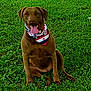 Rylee joined the competition — help win amazing prizes! adorable, animal, bandana, brown_dog, canine, companion, cute, dog, friendly, grass, greenery, happy, mammal, nature, outdoor, pet, playful, sitting, summer, tongue_out