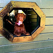 Rylee is registered to the contest to win money with this photo: animal, canine, chocolate_brown, closeup, dog, friendly, green_wall, happy, leash, looking_out, outdoor, paw, pet, pink_collar, playful, smiling, sunlight, tongue_out, wood_texture, wooden_window