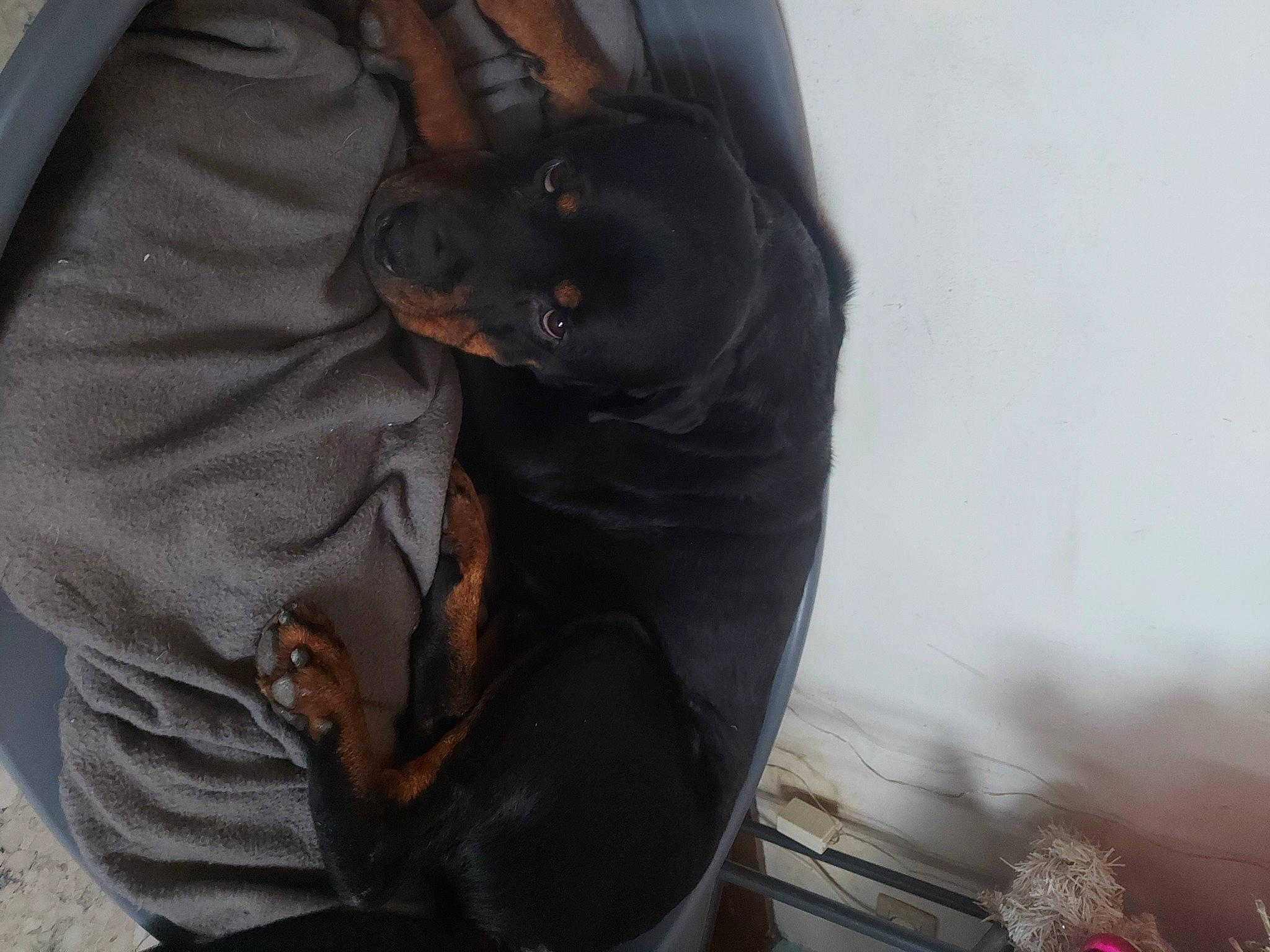 Gamin a rejoint le concours — aidez-le/la à gagner de superbes lots ! bat, canidae, carnivore, comfort, companion_dog, dog, dog_breed, ear, elbow, gesture, guard_dog, personal_protective_equipment, pinscher, plant, prazsky_krysarik, sleeve, snout, sporting_group, toy_dog, working_animal