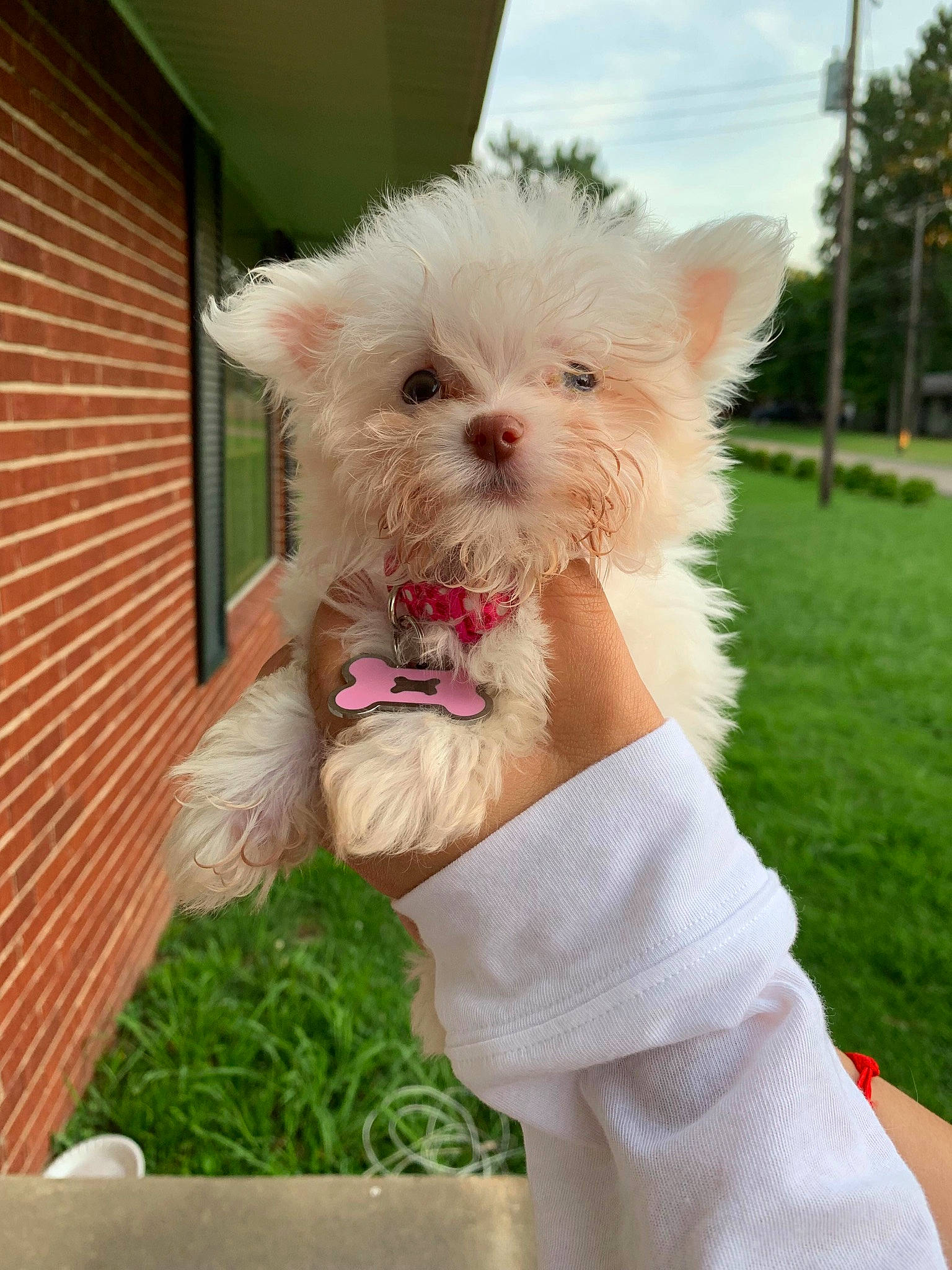 Ellie joined the competition — help win amazing prizes! bichon, cairn_terrier, canidae, carnivore, companion_dog, dog, dog_breed, grass, maltese, mammal, morkie, non_sporting_group, nose, pomeranian, puppy, rare_breed_dog, skin, toy_dog, vertebrate, west_highland_white_terrier