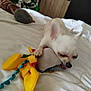 animal, bed, blue, chewing, chihuahua, colorful_toy, cozy, cute, dog, indoor, pet, pet_toy, playful, plush_toy, puppy, small_dog, toy, white_bedspread, yellow, young_dog