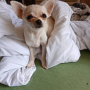 Valantina participe au concours pour gagner de l'argent avec cette photo : animal, blanket, chihuahua, companion, cozy, cute, dog, domestic, ears, face, fur, furniture, green_surface, indoor, looking, paw, pet, resting, small_dog, white_blanket