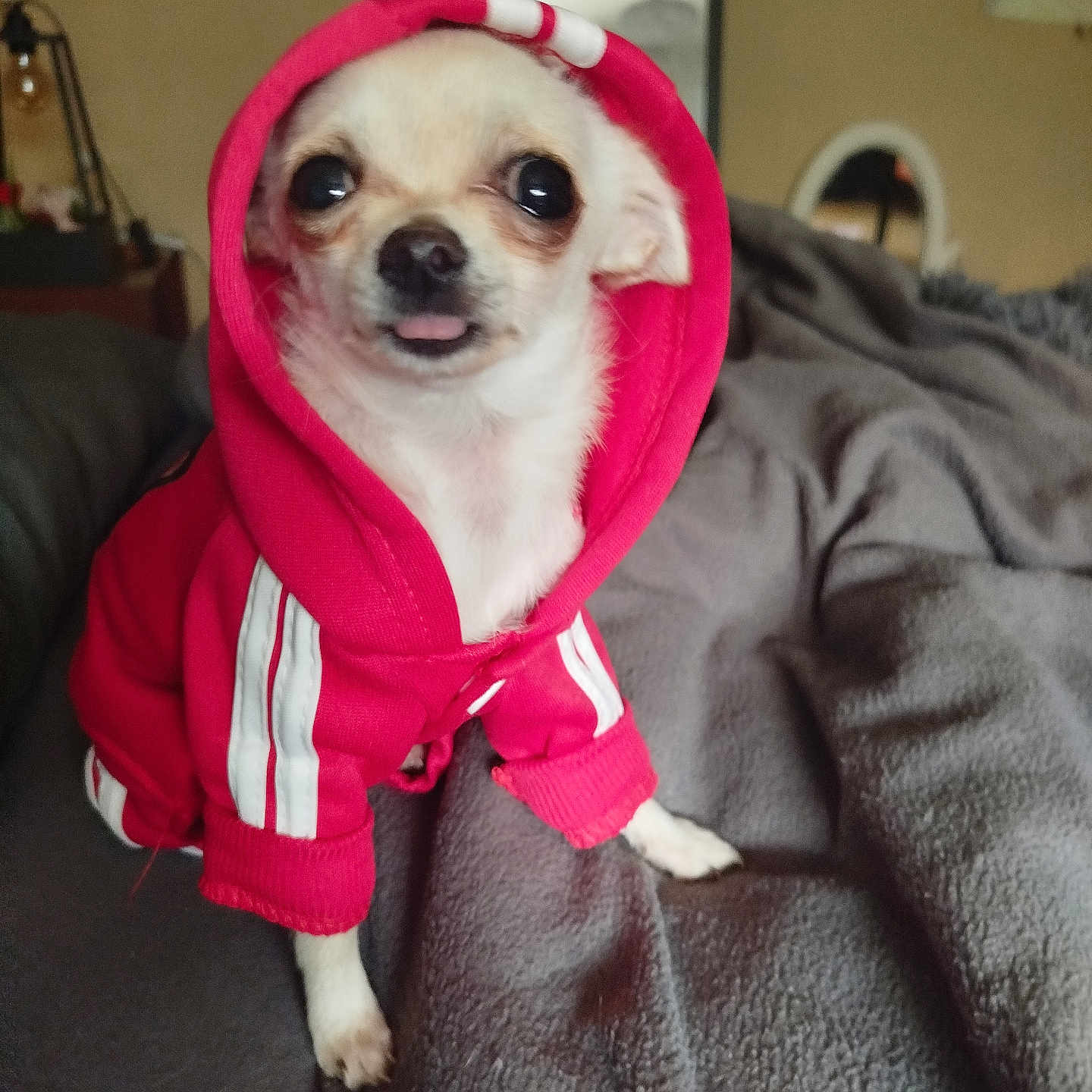 Valantina participe au concours pour gagner de l'argent avec cette photo : animal, apparel, blanket, canine, chihuahua, comfort, cozy, cute, dog, domestic_animal, fur, home, hoodie, indoor, pet, portrait, red_clothing, sitting, small_dog, tongue_out