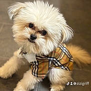 Milo is registered to the contest to win money with this photo: dog, pet, fluffy, white, cute, tilted_head, floor, tile, outfit, clothing, burberry, fashion, small_dog, indoor, adorable, animal, portrait, looking_up, paw, companion