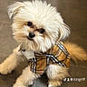 adorable, animal, burberry, clothing, companion, cute, dog, fashion, floor, fluffy, indoor, looking_up, outfit, paw, pet, portrait, small_dog, tile, tilted_head, white