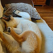 Django participe au concours pour gagner de l'argent avec cette photo : dog, playing, couch, pillow, blanket, indoor, fur, pet, happy, canine, paw, mouth_open, cozy, living_room, wood_floor, furniture, white_fur, brown_fur, relaxed, household
