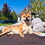Django a rejoint le concours — aidez-le/la à gagner de superbes lots ! dog, shiba_inu, outdoor, sunny, grass, blanket, smiling, pet, animal, spring, flowering_tree, teddy_bear, relaxing, happy, canine, nature, house, fence, blue_sky, garden