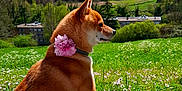 Django participe au concours pour gagner de l'argent avec cette photo : dog, shiba_inu, flower, collar, grass, meadow, forest, trees, outdoor, nature, greenery, sky, clouds, building, pet, animal, sitting, side_view, spring, peaceful