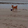 Django a rejoint le concours — aidez-le/la à gagner de superbes lots ! dog, shiba_inu, beach, sand, ball, footprints, sea, water, sky, cloudy, animal, pet, outdoor, nature, canine, playful, coast, shore, landscape, mammal