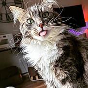 Lexy participe au concours pour gagner de l'argent avec cette photo : cat, fluffy, tongue_out, green_eyes, indoor, home, clock, wooden_floor, furniture, whiskers, pet, cute, curious, domestic_animal, closeup, portrait, tabby, long_hair, relaxed, cozy