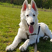 Milo participe au concours pour gagner de l'argent avec cette photo : ancient_dog_breeds, berger_blanc_suisse, canidae, carnivore, companion_dog, dog, dog_breed, herding_dog, mammal, pungsan_dog, rare_breed_dog, vertebrate, white_shepherd