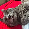 Vegas a rejoint le concours — aidez-le/la à gagner de superbes lots ! cat, gray_cat, sleeping, close_up, furry, whiskers, fangs, red_blanket, cozy, pet, domestic_cat, relaxed, cute, animal, indoor, resting, soft_fur, nap, peaceful, cute_pet