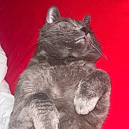 Vegas participe au concours pour gagner de l'argent avec cette photo : cat, gray_cat, sleeping, relaxed, pet, animal, fur, whiskers, paws, cozy, bed, blanket, red_background, cute, domestic_cat, resting, indoor, feline, soft, closeup