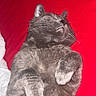 cat, gray_cat, sleeping, relaxed, pet, animal, fur, whiskers, paws, cozy, bed, blanket, red_background, cute, domestic_cat, resting, indoor, feline, soft, closeup