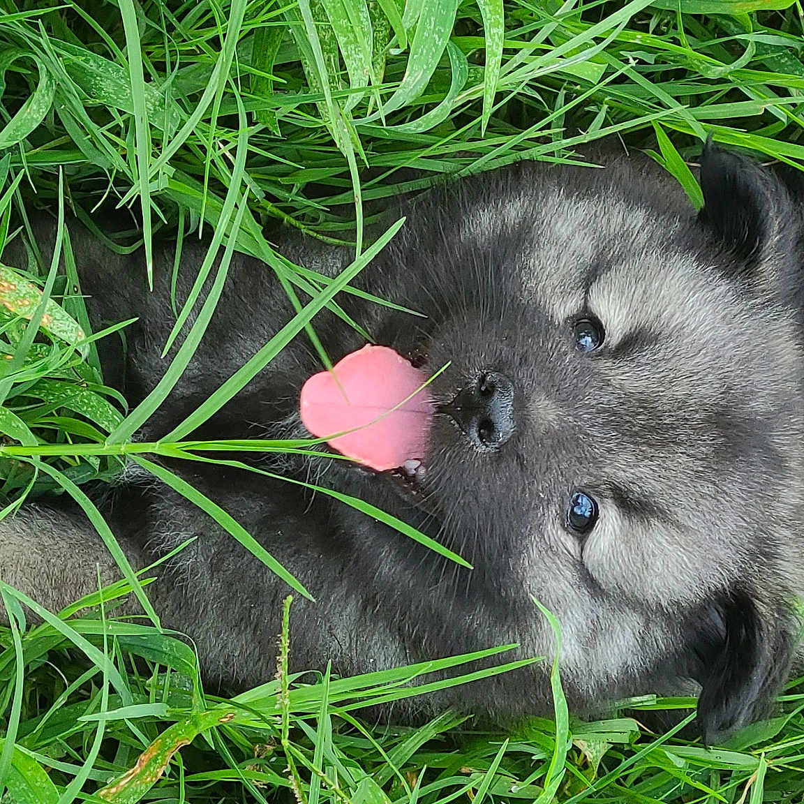 Jax