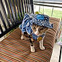 Tiger is registered to the contest to win money with this photo: cat, animal, pet, clothing, hat, indoor, striped_bench, window, blinds, floral_pattern, curious, feline, costume, domestic, cute, blue, white, orange, green, yellow