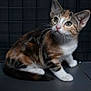 Tiger is registered to the contest to win money with this photo: cat, kitten, calico, pet, animal, feline, whiskers, ears, eyes, fur, sitting, curious, indoor, young, closeup, portrait, domestic, mammal, cute, small