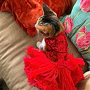 Tiger joined the competition — help win amazing prizes! cat, red_dress, tutu, couch, pillow, orange_pillow, floral_pillow, sequin, pet_clothing, feline, indoor, domestic_cat, sitting, cute, decor, fabric, home, animal, whiskers, fur