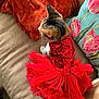 cat, red_dress, tutu, couch, pillow, orange_pillow, floral_pillow, sequin, pet_clothing, feline, indoor, domestic_cat, sitting, cute, decor, fabric, home, animal, whiskers, fur
