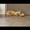 Vaya a rejoint le concours — aidez-le/la à gagner de superbes lots ! dog, lying_down, floor, tile, relaxed, pet, indoor, resting, canine, sleeping, fur, tail, animal, home, comfortable, wall, paws, side_view, domestic, quiet
