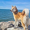 dog, shiba_inu, rock, sea, water, sky, outdoor, pet, animal, canine, fur, collar, nature, sunlight, standing, blue_sky, coast, landscape, daytime, watchful